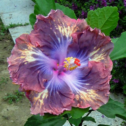 10 Dinnerplate Hibiscus Brazen Steed Perennial Flower Seed Easy to Grow Huge 10-12 Inch Flowers