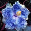 10 Dinnerplate Hibiscus Icy Silver Perennial Flower Seed Easy to Grow Huge 10-12 Inch Flowers