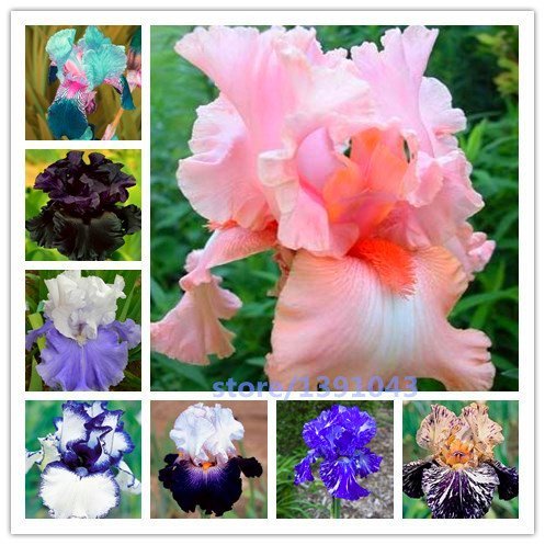 100pcs Iris Seeds,iris Orchid Seeds,rare Heirloom Tectorum Perennial Flower Seeds,24 Colours To Choose,plant For