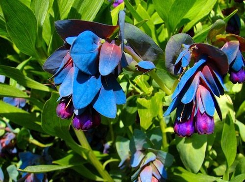 25+ Blue Shrimp Pride Of Gibraltar Flower Seeds / Cerinthe / Perennial