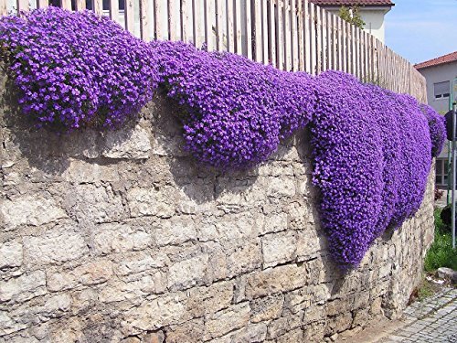 250 Aubrieta Seeds - Cascade Purple Flower Seeds Perennial  Deer Resistant 