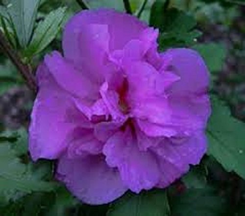 30+ Purple Double Hollyhock Flower Seeds / Perennial