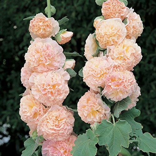 30+ Salmon Double Hollyhock Flower Seeds / Perennial