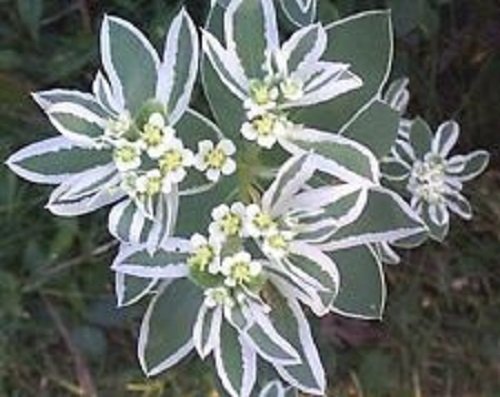 30+ Snow On The Mountain Flower Seeds / Euphorbia / Perennial