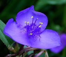 30+ Tradescantia Purple Spiderwort Flower Seeds / Perennial