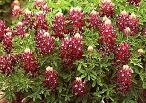 40+ Red Texas Bluebonnet Flower Seeds / Lupinus / Perennial