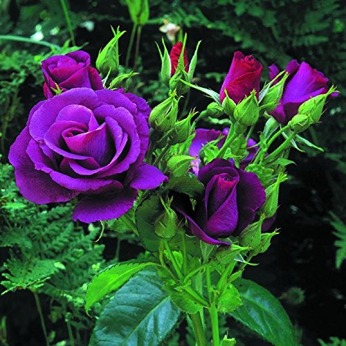 5 PURPLE ROSE Rosa Bush Shrub Perennial Flower Seeds  Gift Comb SH