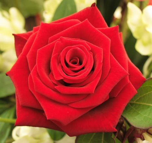 5 RED ROSE Rosa Bush Shrub Perennial Flower Seeds Comb SH