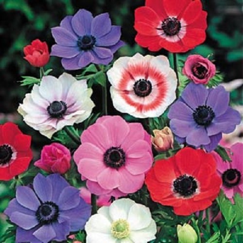 50 Anemone Multifida Mix Flower Seeds  Perennial