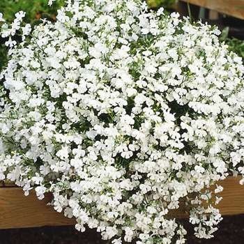 50 White Trailing Lobelia Regatta Perennial Flower Seeds  Great for Hanging Baskets