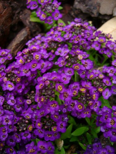 60 Violet Queen Sweet Fragrant Alyssum Perennial Flower Seeds