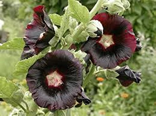 Flower Seeds Hollyhock Black althaea Rosea Single Perennial Seed