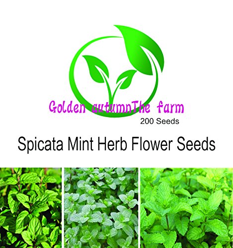 Golden Autumn -spearmint Mint Spearmint Mint 200 Perennial Root Flower Seeds