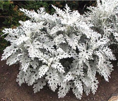 Heirloom 75+ Perennial Flower Garden Seeds - Dusty Miller - "silverdust" Silver Foliage!