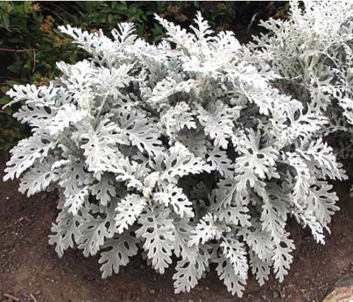 Heirloom 75 Perennial Flower Garden Seeds - Dusty Miller -quotsilverdust&quot Silver Foliage