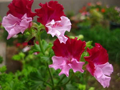 Hot Sale Rare Color Geranium Seeds Perennial Flower Seeds Pelargonium Graveolens Flowers For Rooms 30pcs Free