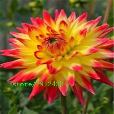 Hot Sale Unique Blue Fireball Dahlia Seeds Beautiful Flower Seeds Perennial Plant Dahlia Seeds - 100 Pcs