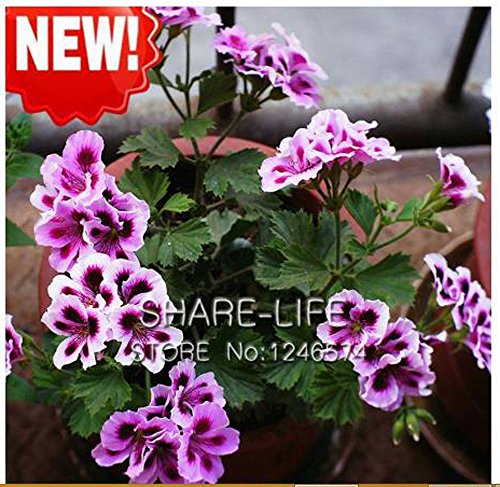 KCmart Hot Sale 20 PCS Rare Queling Purple Univalve Geranium Seeds Perennial Flower Seeds Pelargonium Peltatum Seeds for Indoor Homes