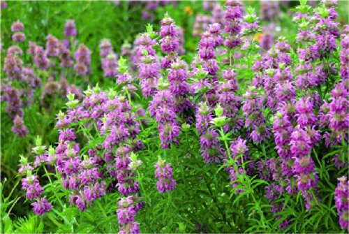 Lemon Horsemint/beebalm 'purplish Lilac' (monarda Citriodora ) Flower Plant Seeds, Perennial Heirloom