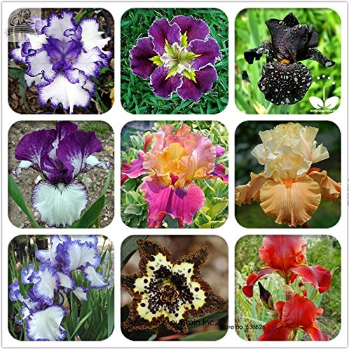 Rare Heirloom Iris Tectorum Perennial Flower Seeds, Professional Pack, 20 Seeds / Pack, Very Beautiful Flowers