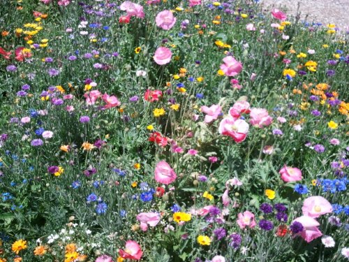 The Dirty Gardener Perennial/annual Wildflower Seeds, 1/2-pound