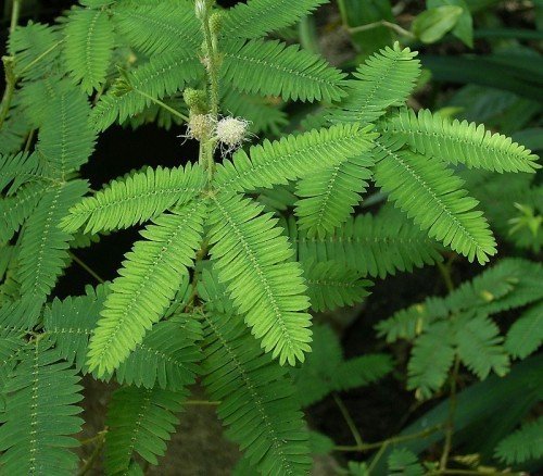 100 Seeds Mimosa Pudica Shy Sensitive Plant Pink Flower Garden Grass Bulk B4001