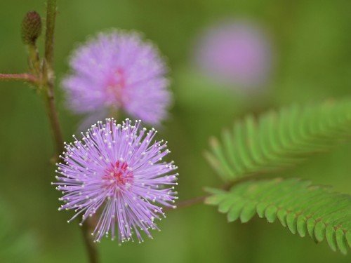 100 Sensitive Plant Seeds Mimosa Pudica by RDR Seeds Plant Moves When Touched