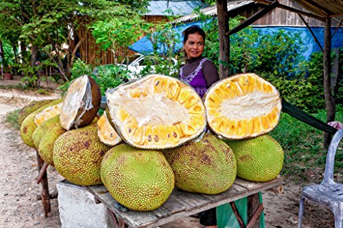 10pcs Honey Jackfruit Seeds Tropical Fruit Seedgarden plant seeds100 Fresh Seeds Germination