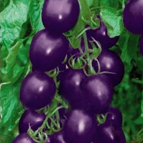 20 Seeds Purple Cherry Tomato Garden Organic Heirloom Fruit Vegetable Plant