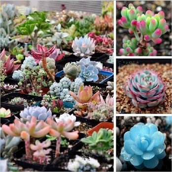 200pcs Mix Succulent seeds Lithops Pseudotruncatella Bonsai plants Seeds for home garden