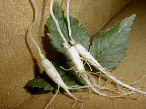 25 American Ginseng Roots Woods Grown 1 Year Plants Grow Plant With Seed