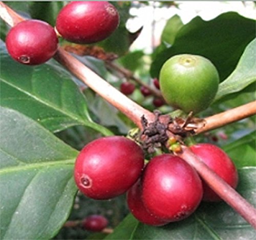 Arabica Coffee Berry Plant Seeds