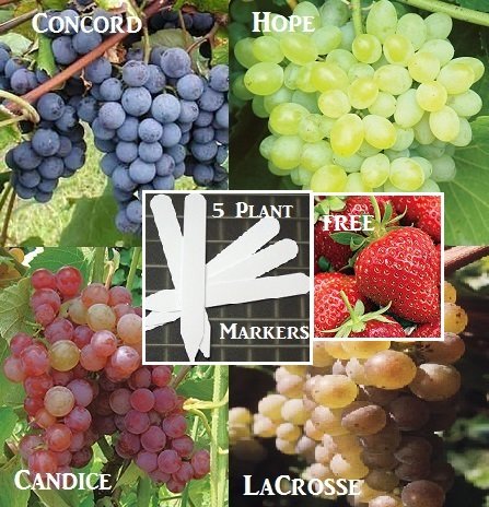 Bulk 4 Grape Vine Seeds Survival Seeds 190 Seeds Upc 646263360804  5 Plant Markers