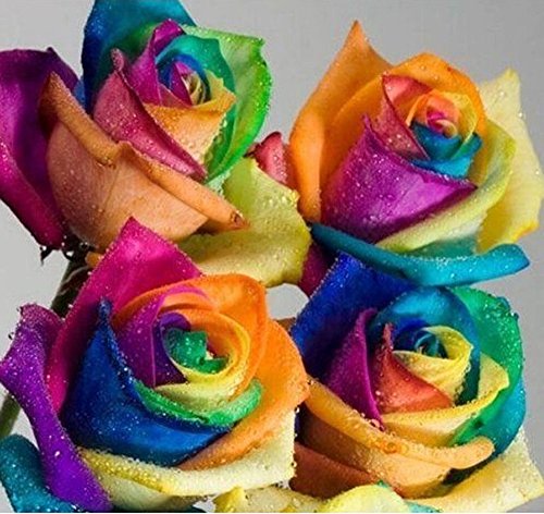 Colorful Rainbow Rose 200 pcs Orchid Ideal Garden Potted Seeds Rare Flower Plant Seeds