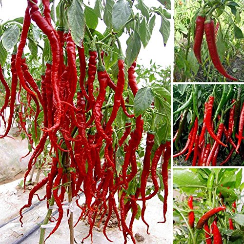 FD605 Giant Red Hot Spices Spicy Chili Pepper Seeds Plants Up 50cm20 Long 10PCs