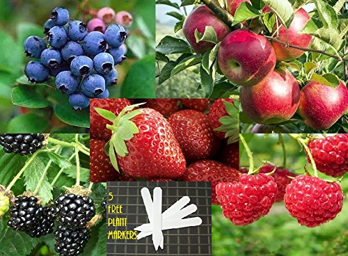 Fruit Combo Pack Raspberry Blackberry Blueberry Strawberry Apple Organic 525 Seeds 647923989472 Self Fertile  5 Free Plant Marker - Stocking Stuffers