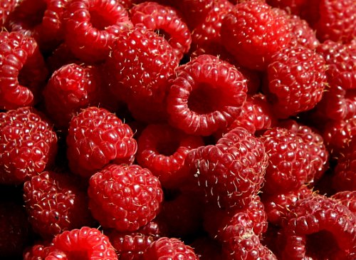 Hilton Raspberry Fruit Plant Seed 100 Stratisfied Berry Plant Seeds
