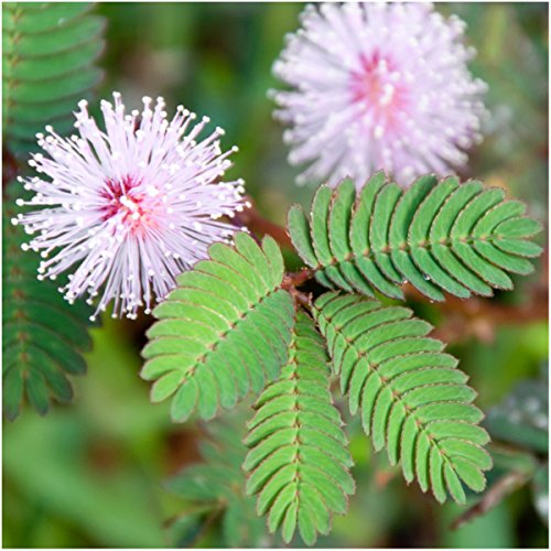 Package Of 100 Seeds Sensitive Plantquotcompact Growth&quot mimosa Pudica Non-gmo Seeds By Seed Needs