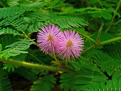 Sensitive Plant 50 Seeds -LEAVES MOVE- Tropical