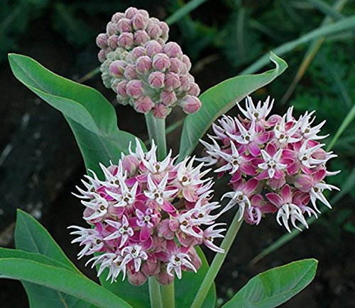 Showy Milkweed Seed Balls For Fall Planting asclepias Speciosa 20