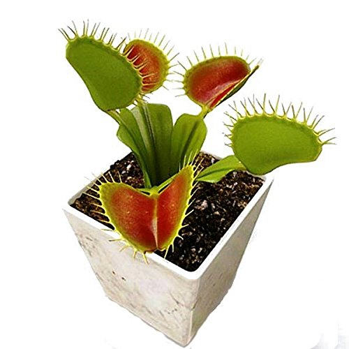 Venus Flytrap Carnivorous Plant Seeds  Dionaea Muscipula Red Mouth 100 Seeds