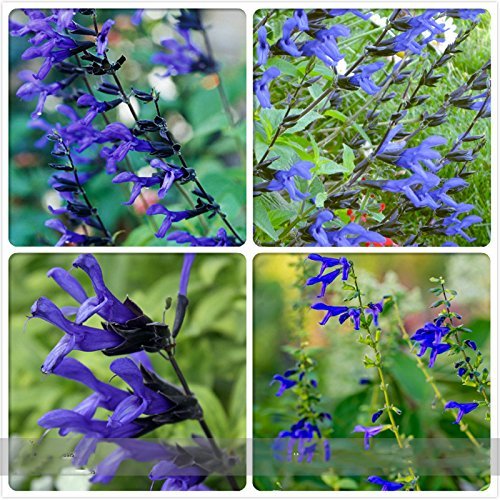 B&B D Ambizu Black and Blue Salvia Guaranitica Sage Perennial  Annual Flower Seeds Professional Pack 30 Seeds