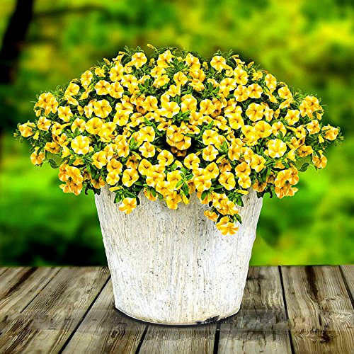 Calibrachoa Ambizu Lemon Slice Superbells Calibrachoa Petunia Annual Flower Seeds Professional Pack 100 Seeds