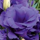 20 Blue Echo Lisianthus Annual Flower Seeds  Long Lasting