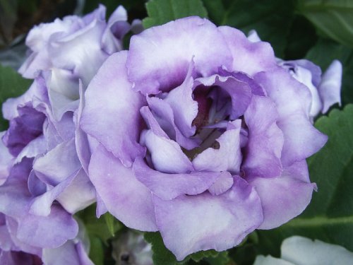 20 Lavender Echo Lisianthus Annual Flower Seeds  Long Lasting