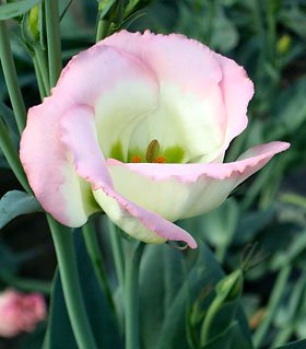 20 Pink Picotee Lisianthus Annual Flower Seeds  Long Lasting