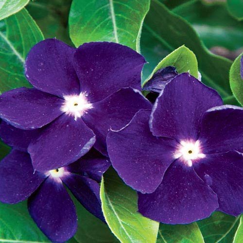 40 Vinca Sunstorm Purple Periwinkle Flower Seeds  Annual