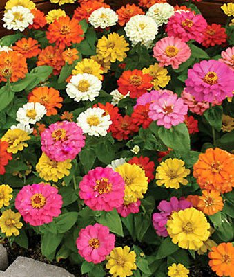 50 Annual Flower Garden Seeds - Dwarf Zinnia -quotthumbelina&quot Shorter Variety