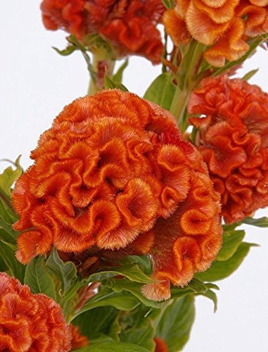 50 Annual Flower Seeds - Cockscomb - Orange Very Unusual Shaped Blooms