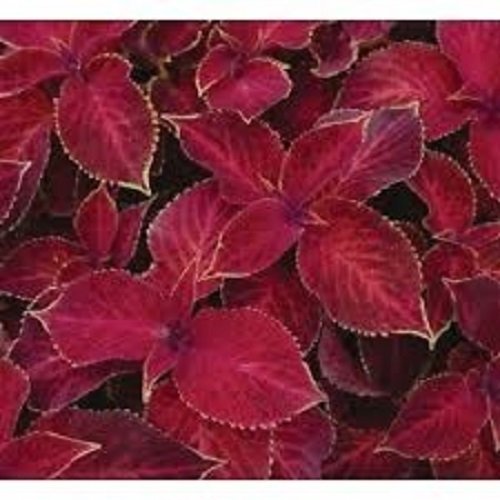 50 Coleus Wizard Scarlet Flower Seeds  Annual
